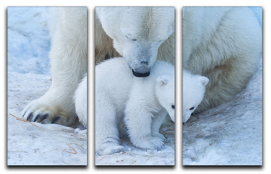 Polar bear Mother 3 Split Panel Canvas Print - 1x - 1