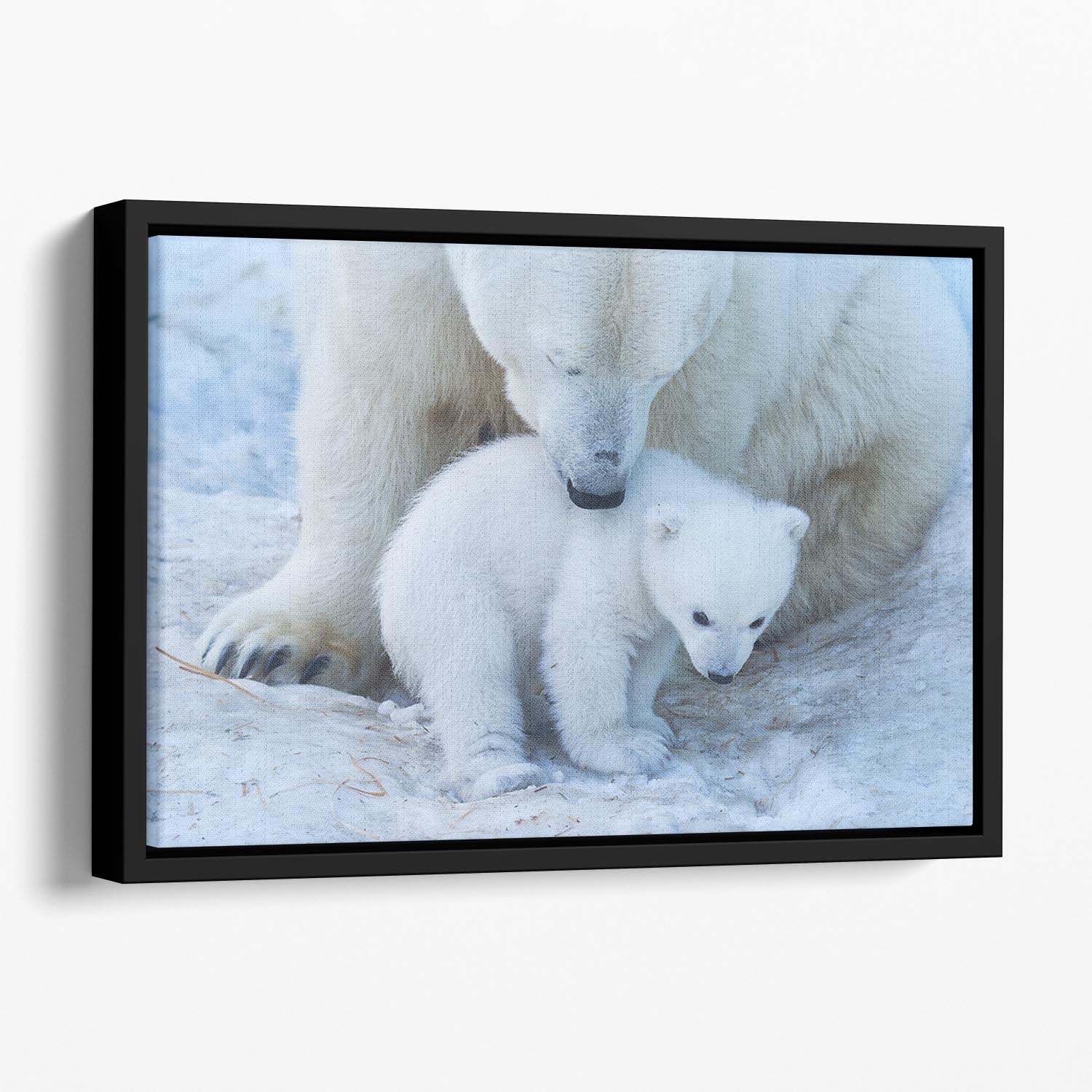 Polar bear Mother Floating Framed Canvas - 1x - 1