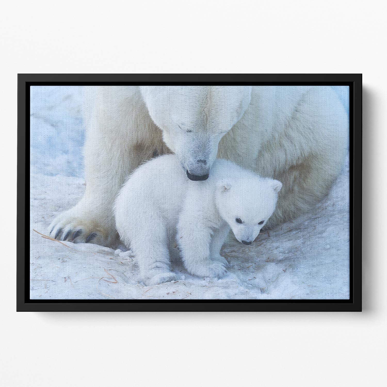 Polar bear Mother Floating Framed Canvas - 1x - 2