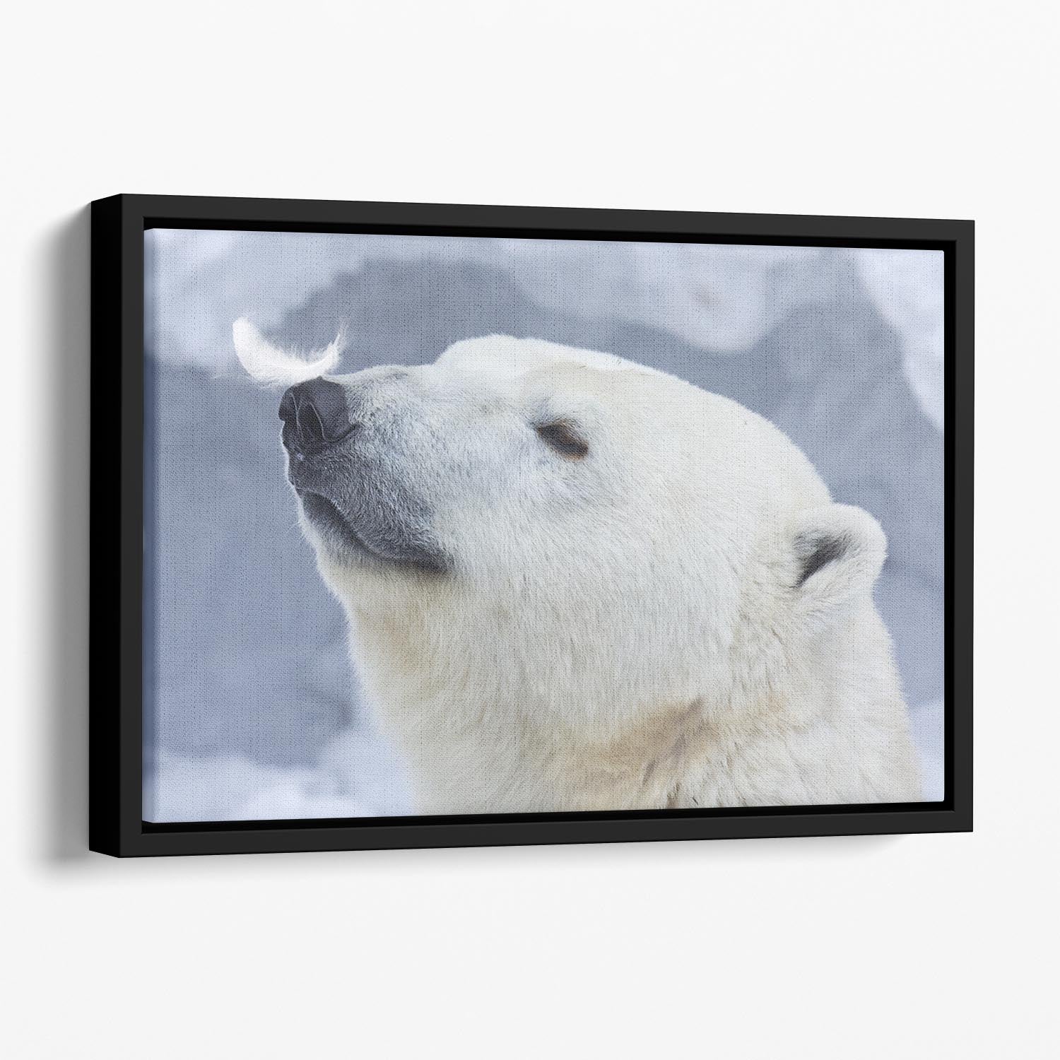 Polar bear White Floating Framed Canvas - 1x - 1