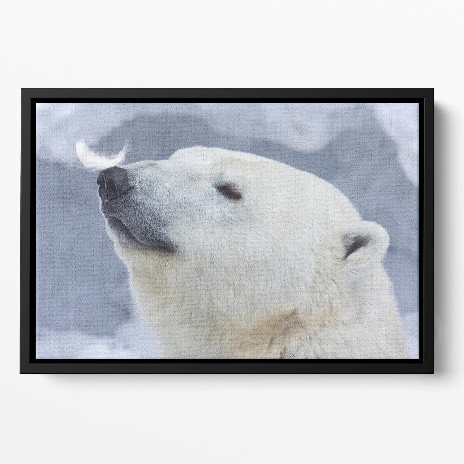 Polar bear White Floating Framed Canvas - 1x - 2