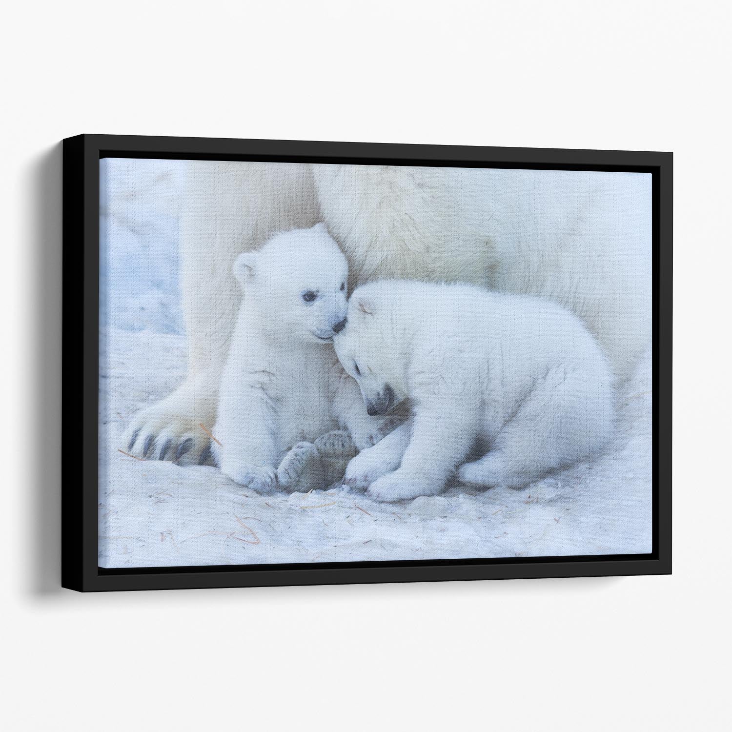 Polar bear cub Floating Framed Canvas - 1x - 1