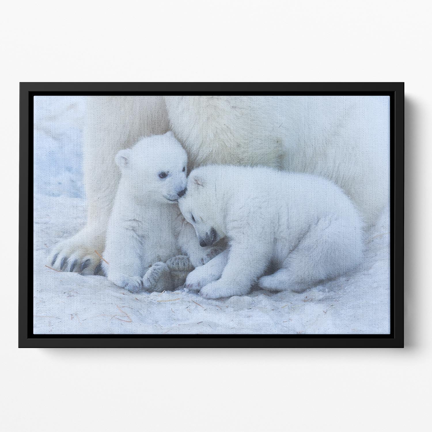 Polar bear cub Floating Framed Canvas - 1x - 2