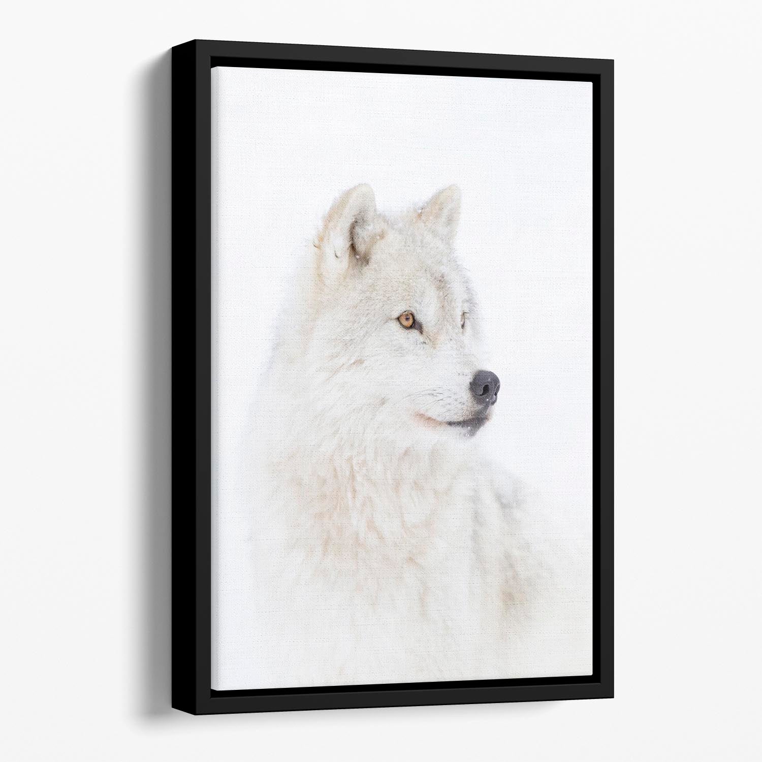 Portrait of an Arctic Wolf Floating Framed Canvas - 1x - 1