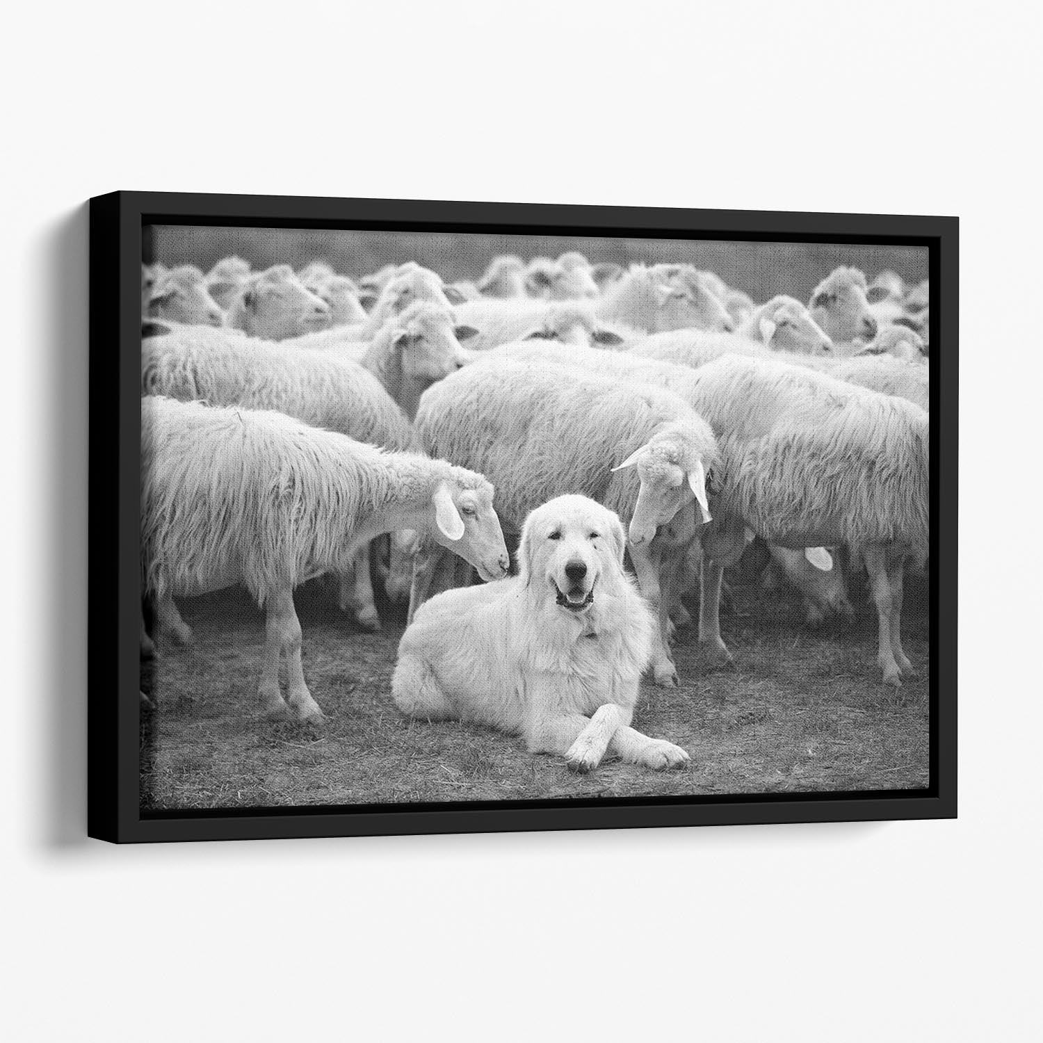 The Boss Floating Framed Canvas - 1x - 1