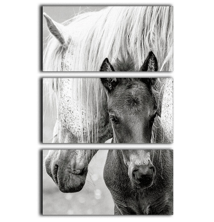 The Foal 3 Split Panel Canvas Print - 1x - 1