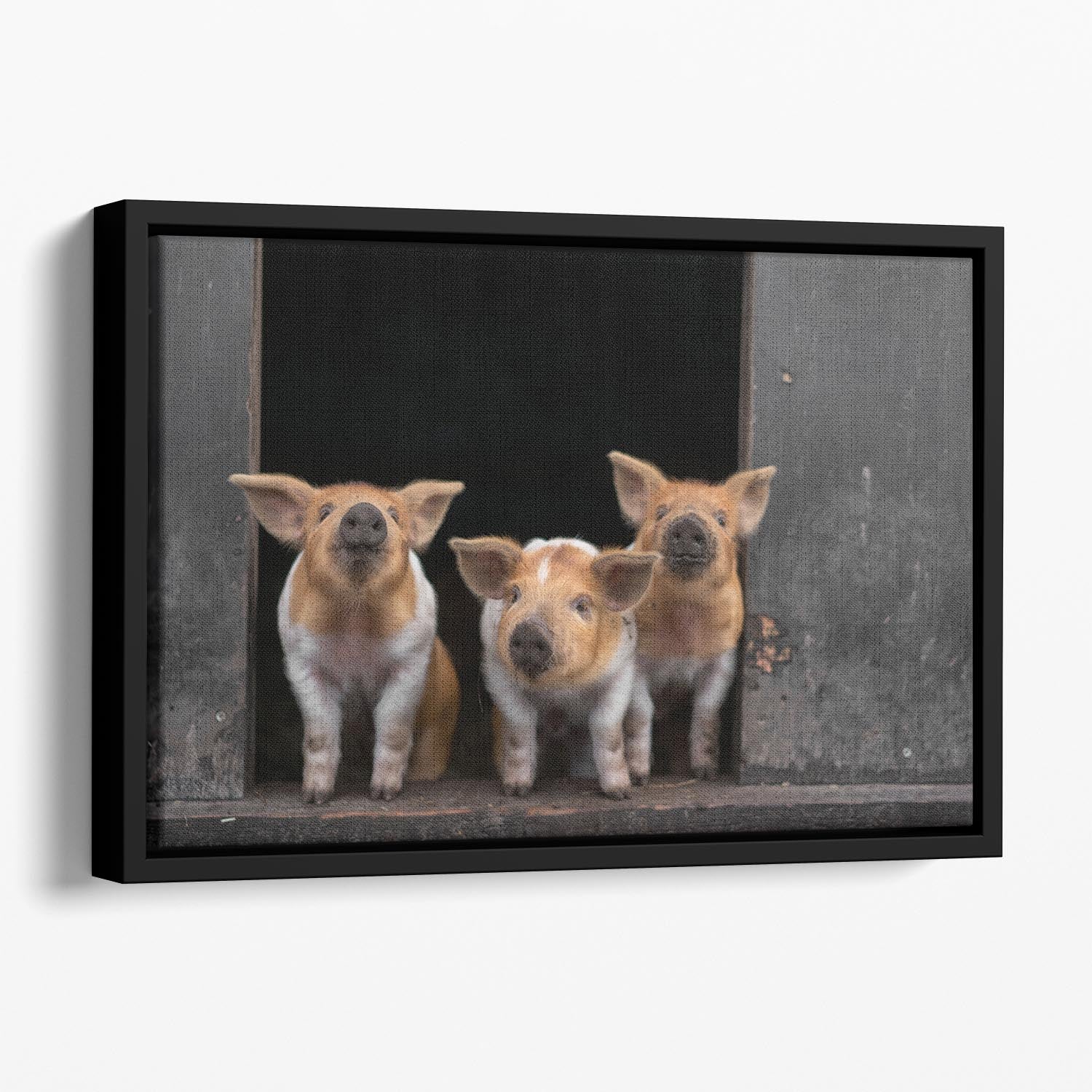 Three Piggies Floating Framed Canvas - 1x - 1
