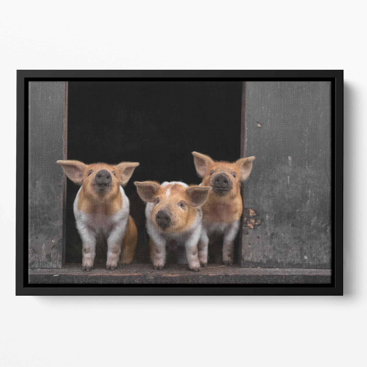 Three Piggies Floating Framed Canvas - 1x - 2