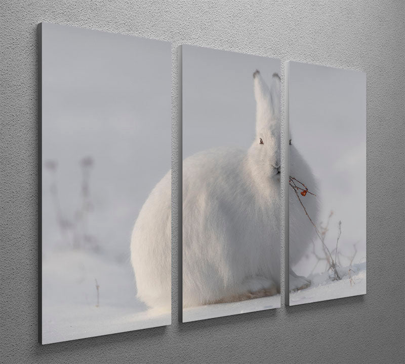 wild arctic hare 3 Split Panel Canvas Print - 1x - 2