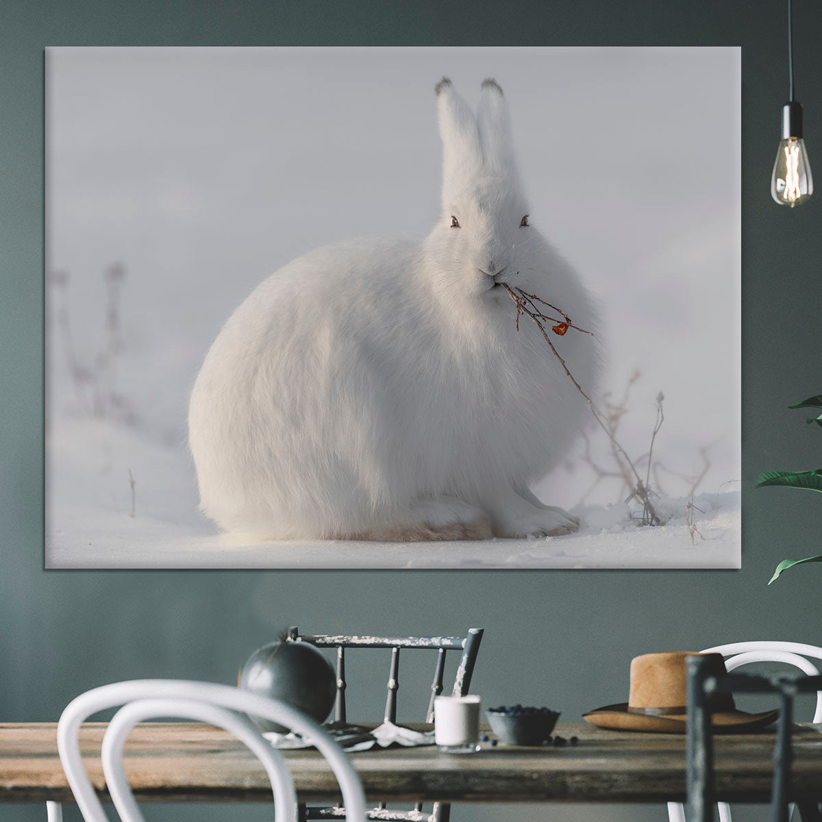 wild arctic hare Canvas Print or Poster - 1x - 3