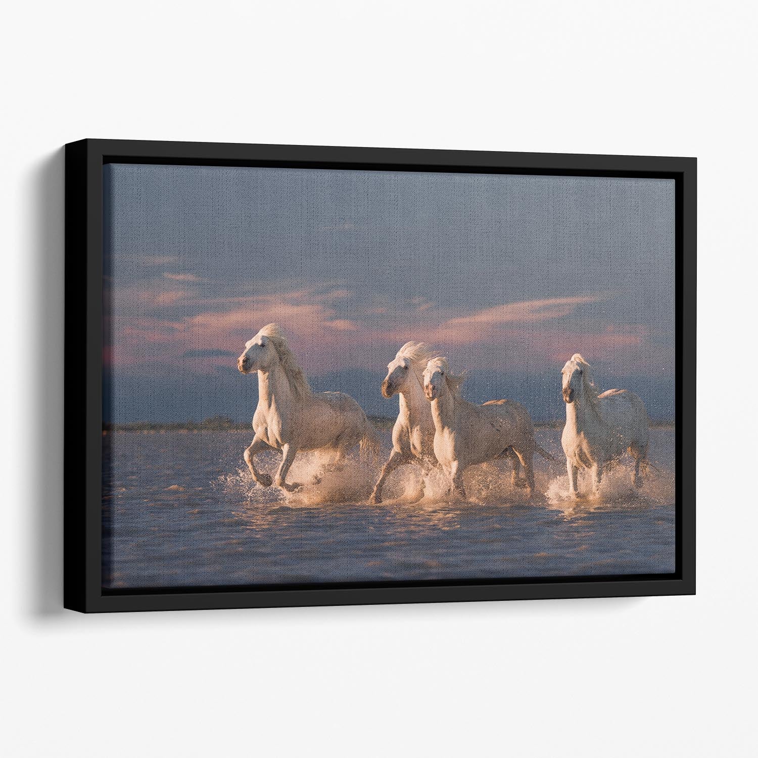 Wite Horses Running In Water 2 Floating Framed Canvas - Canvas Art Rocks - 1