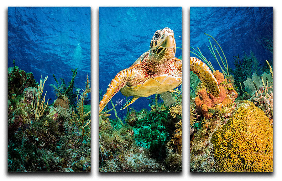 Hawksbill Turtle Swimming Through Caribbean Reef 3 Split Panel Canvas Print - Canvas Art Rocks - 1