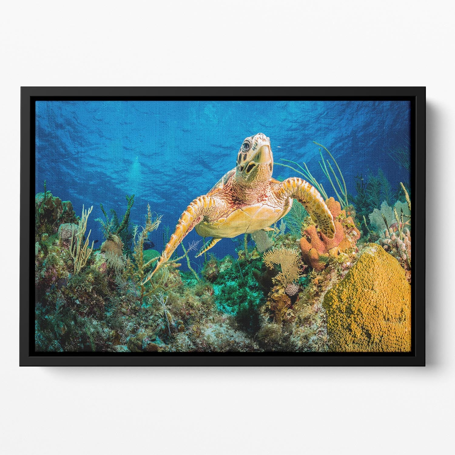 Hawksbill Turtle Swimming Through Caribbean Reef Floating Framed Canvas - Canvas Art Rocks - 2