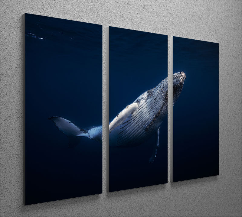 Humpback Whale 3 Split Panel Canvas Print - Canvas Art Rocks - 2