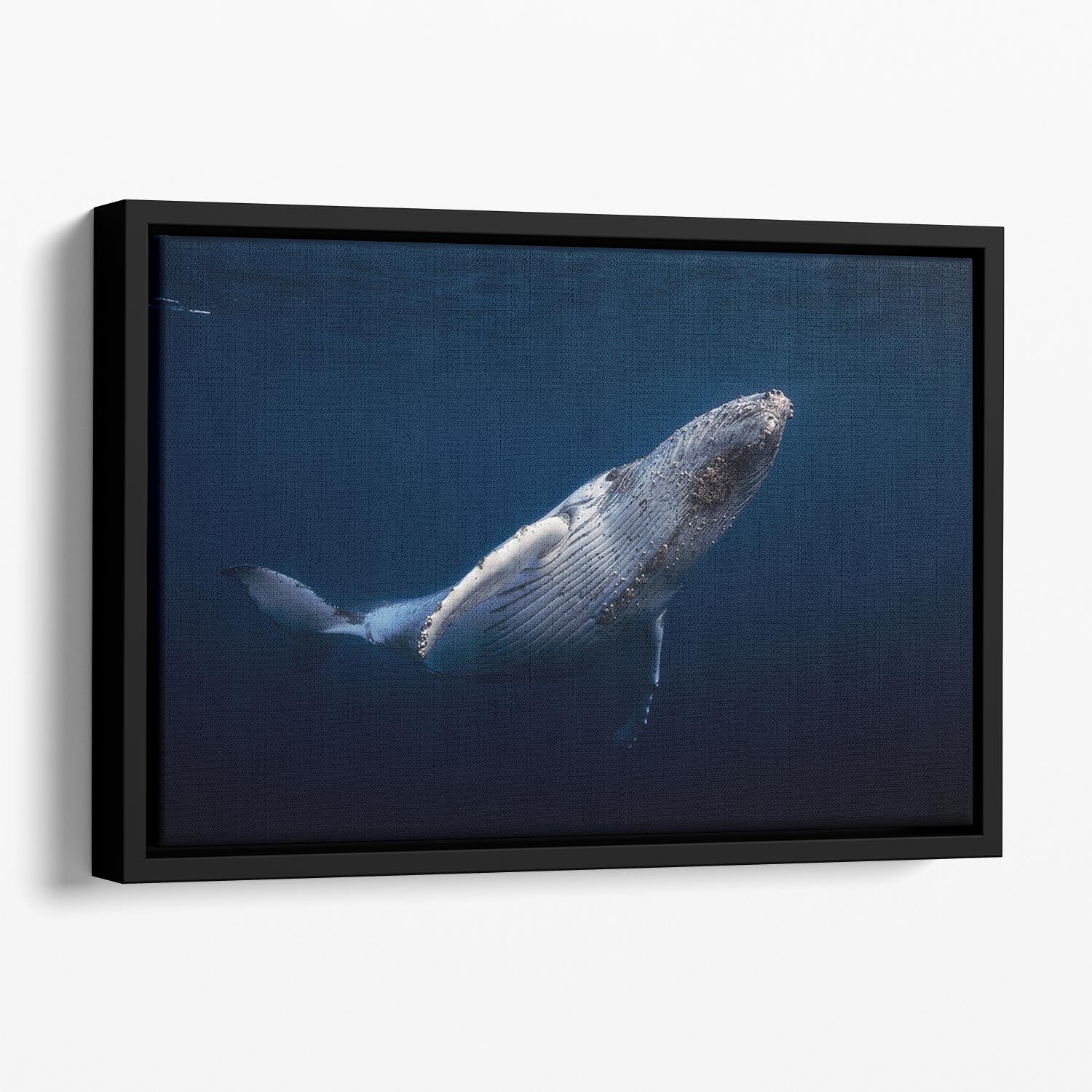 Humpback Whale Floating Framed Canvas - Canvas Art Rocks - 1