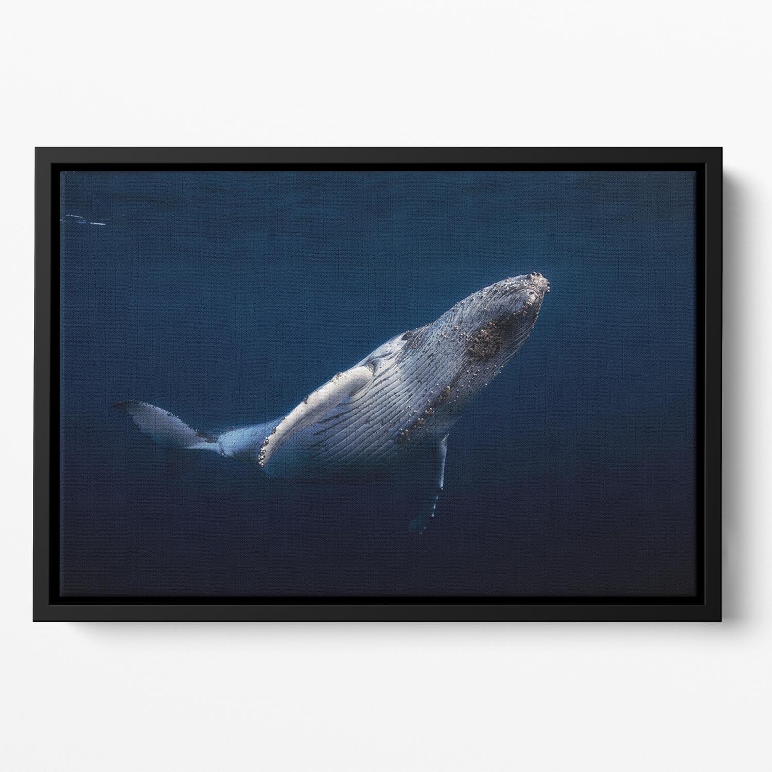 Humpback Whale Floating Framed Canvas - Canvas Art Rocks - 2