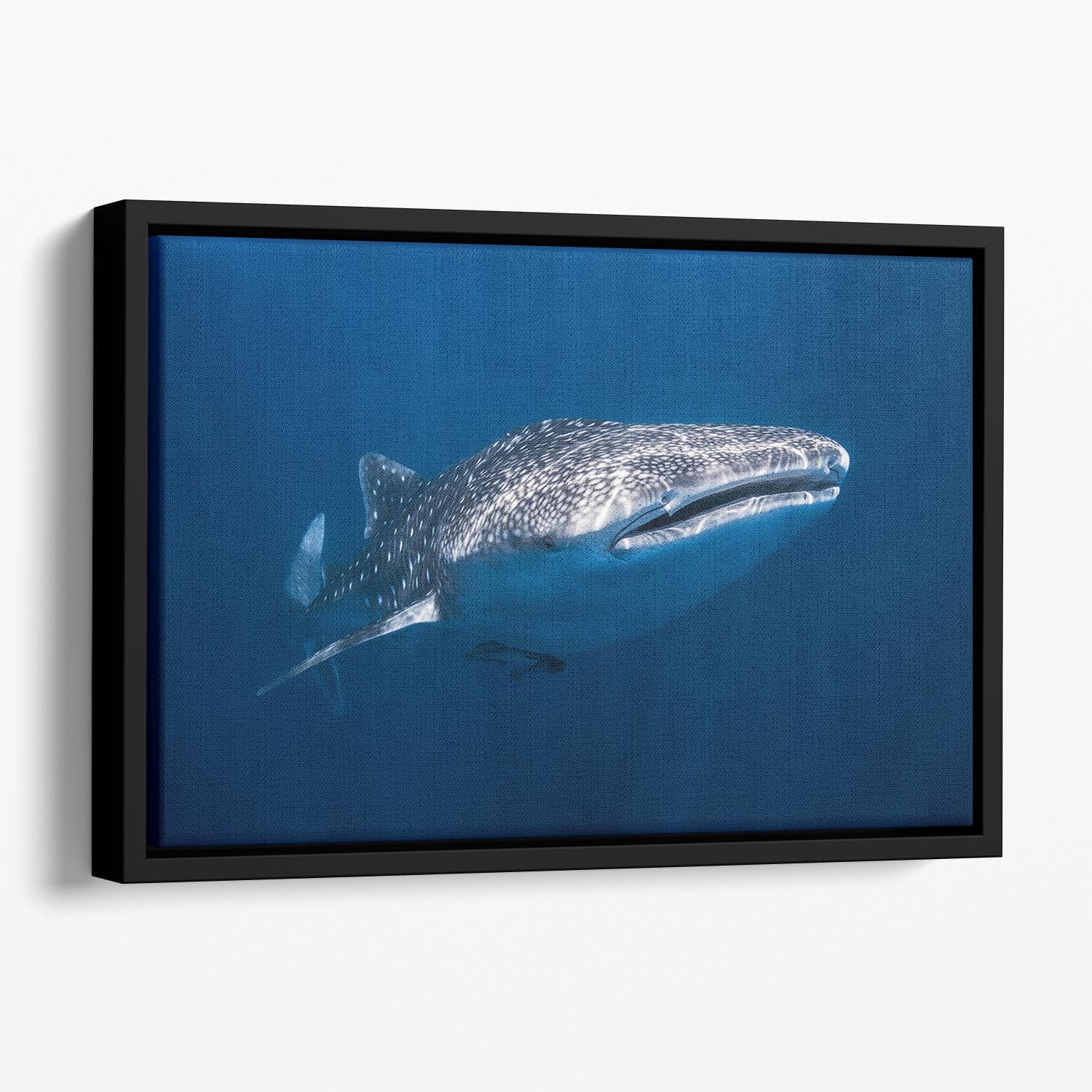 Whale Shark Floating Framed Canvas - Canvas Art Rocks - 1