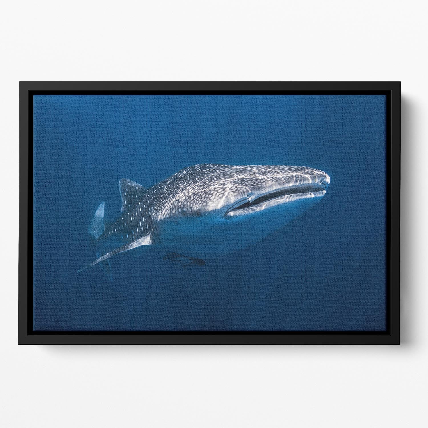 Whale Shark Floating Framed Canvas - Canvas Art Rocks - 2