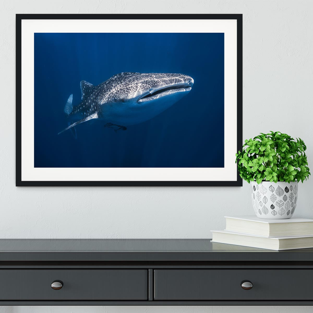 Whale Shark Framed Print - Canvas Art Rocks - 1