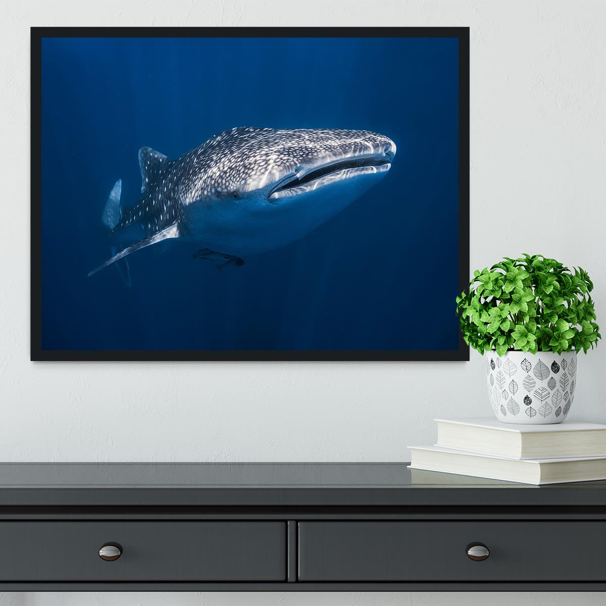 Whale Shark Framed Print - Canvas Art Rocks - 2