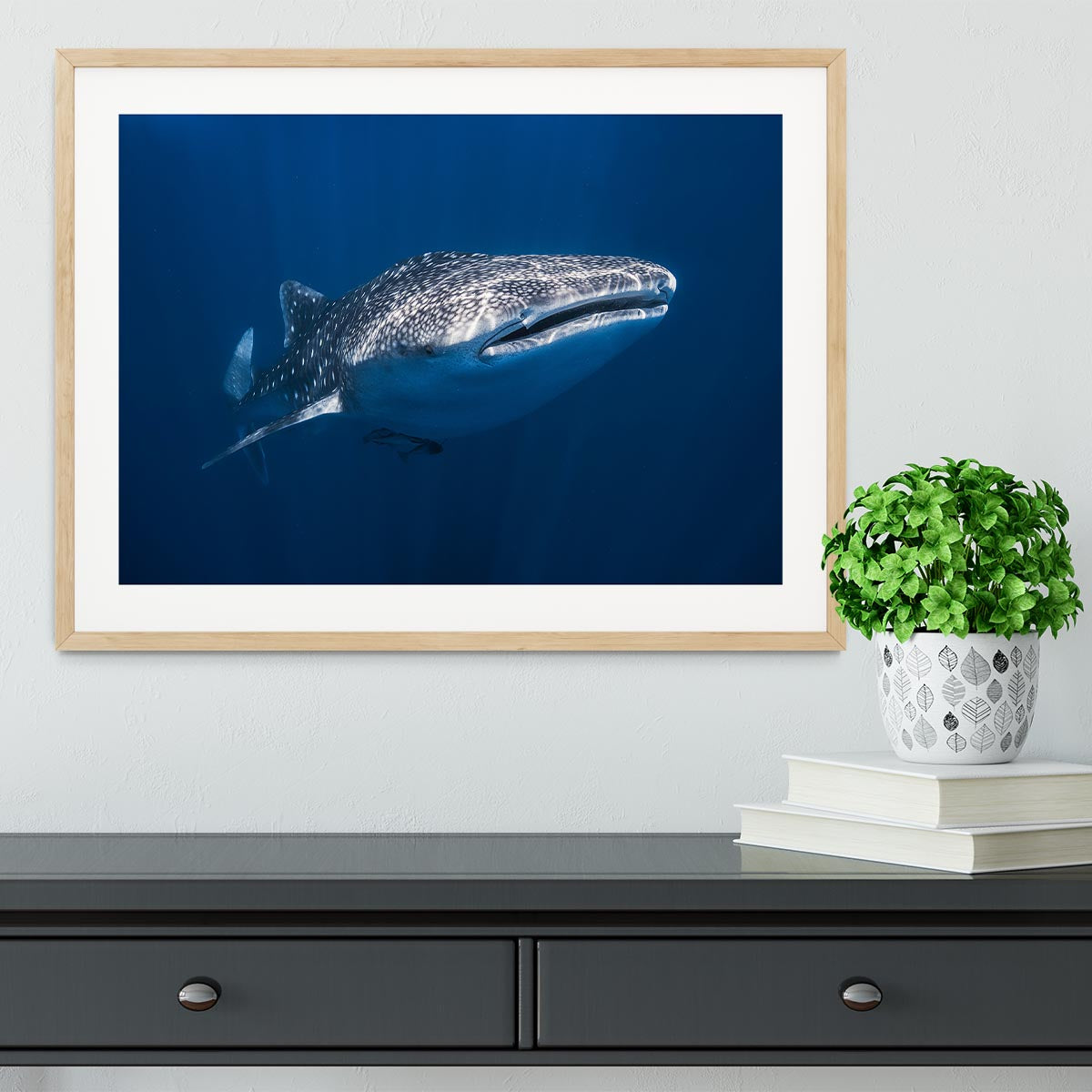 Whale Shark Framed Print - Canvas Art Rocks - 3