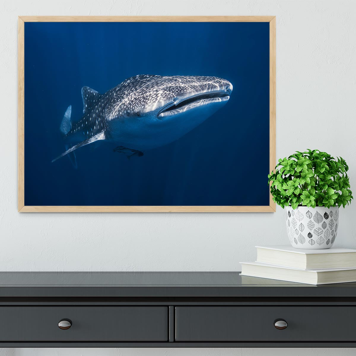 Whale Shark Framed Print - Canvas Art Rocks - 4