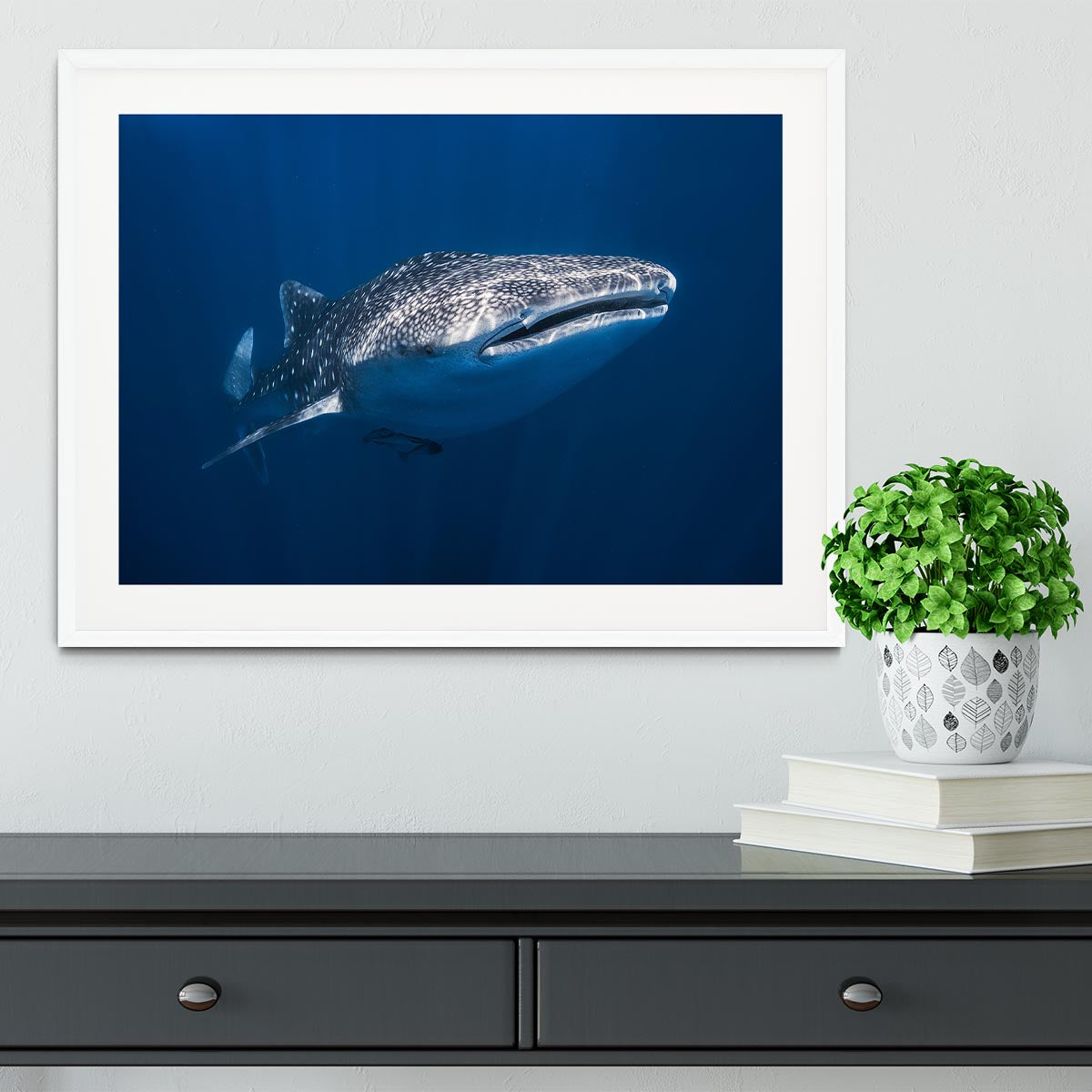 Whale Shark Framed Print - Canvas Art Rocks - 5