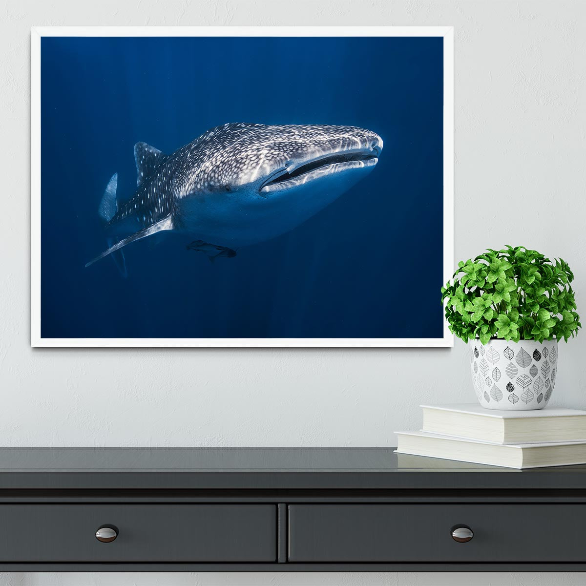 Whale Shark Framed Print - Canvas Art Rocks -6