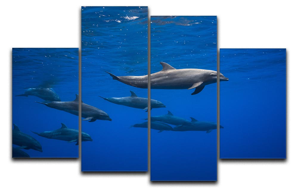 Dolphins 4 Split Panel Canvas - 1x - 1