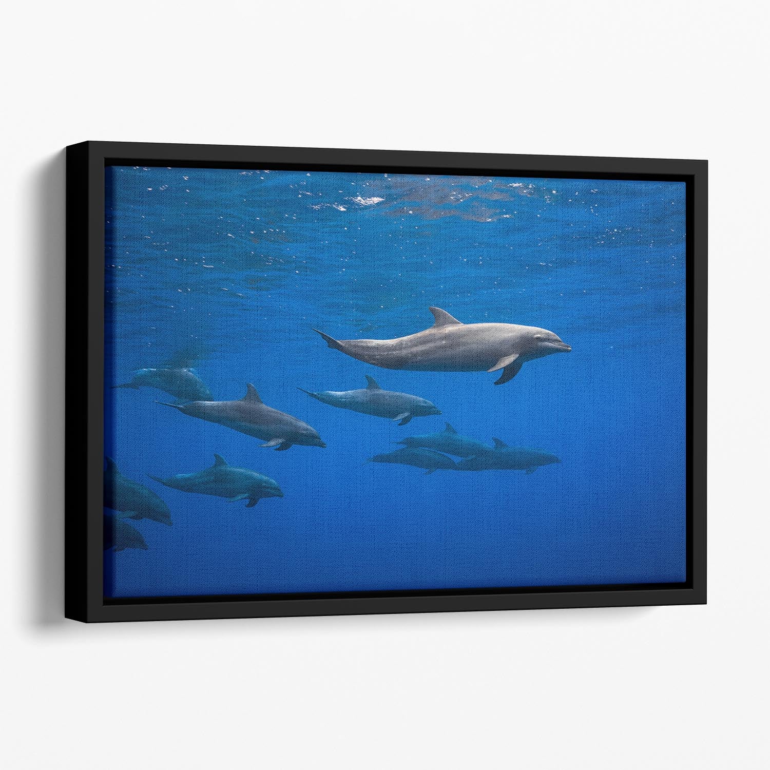Dolphins Floating Framed Canvas - 1x - 1