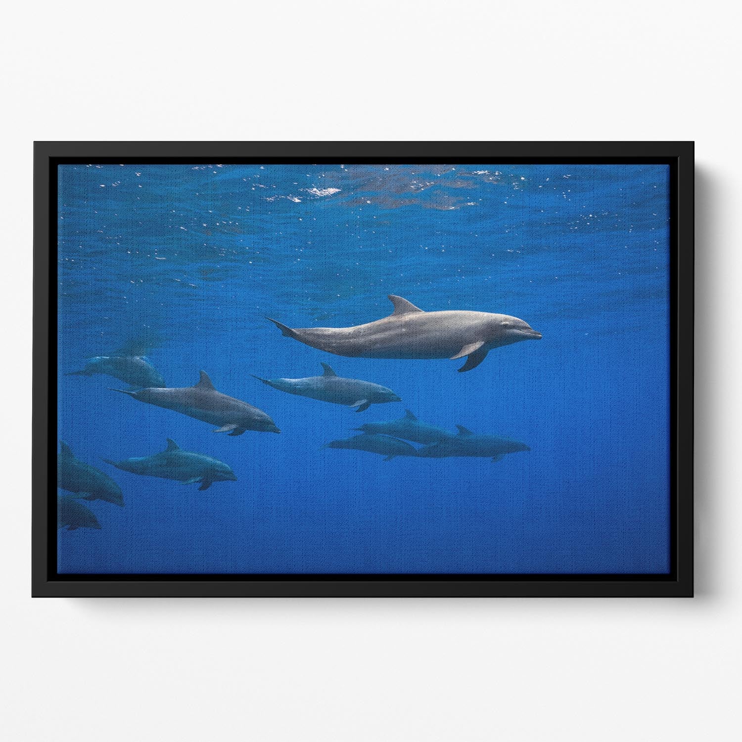 Dolphins Floating Framed Canvas - 1x - 2