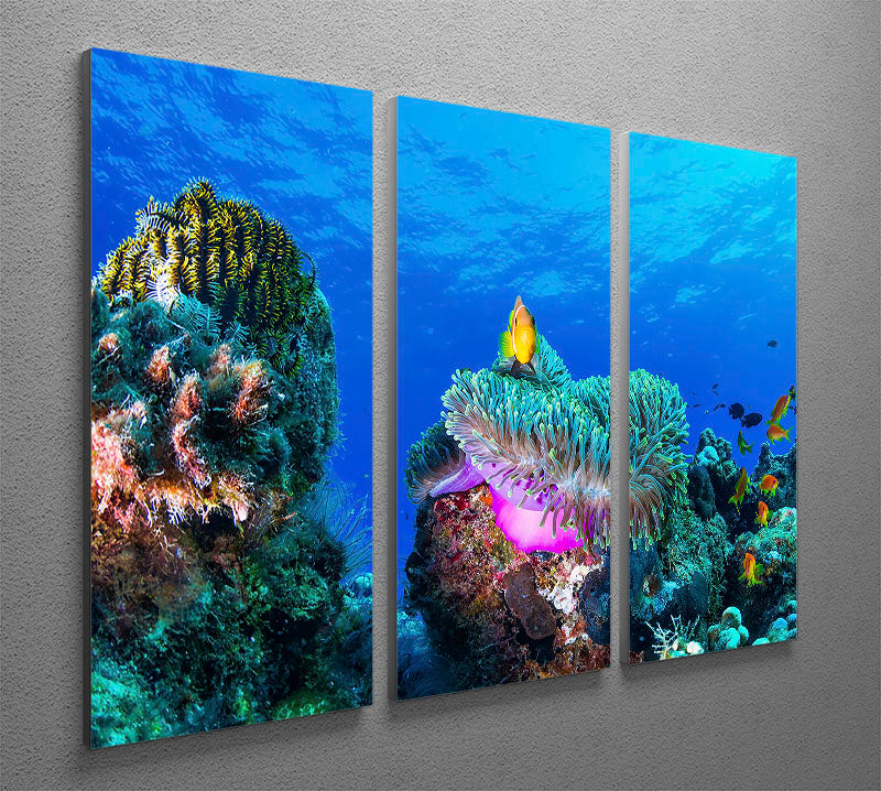 Sea Life 3 Split Panel Canvas Print - Canvas Art Rocks - 2