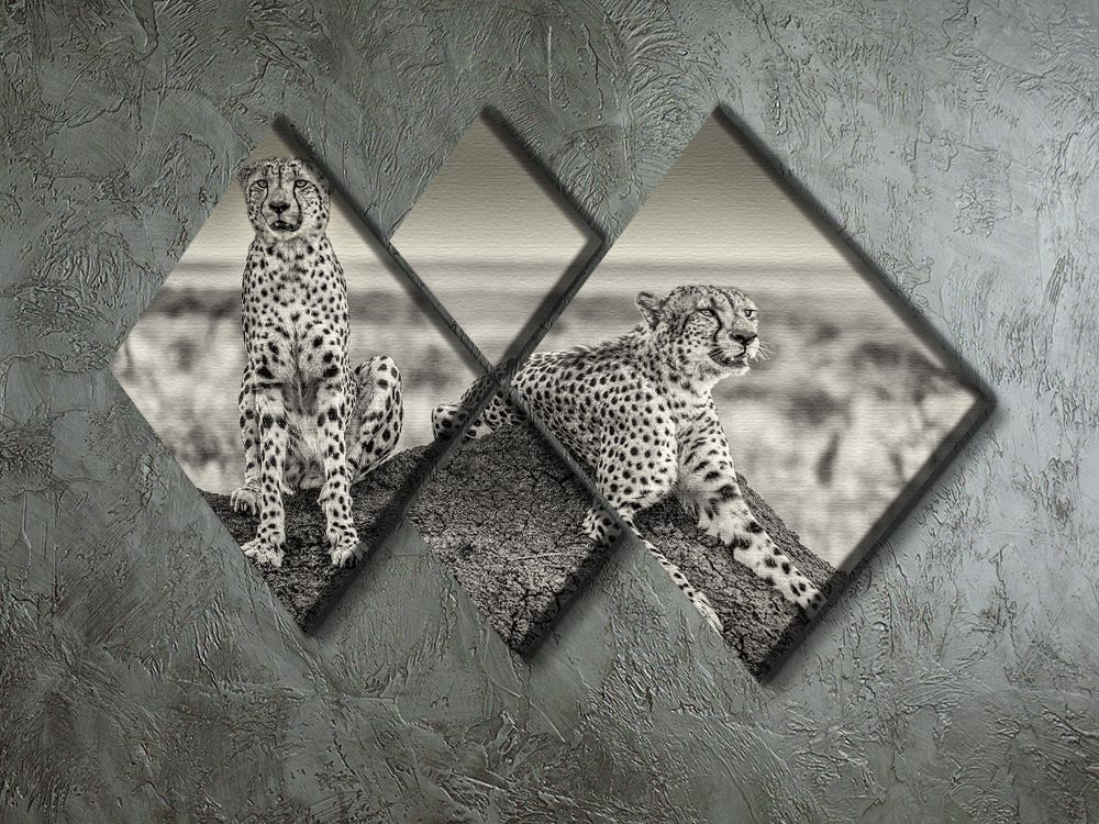 Two Cheetahs watching out 4 Square Multi Panel Canvas - Canvas Art Rocks - 2