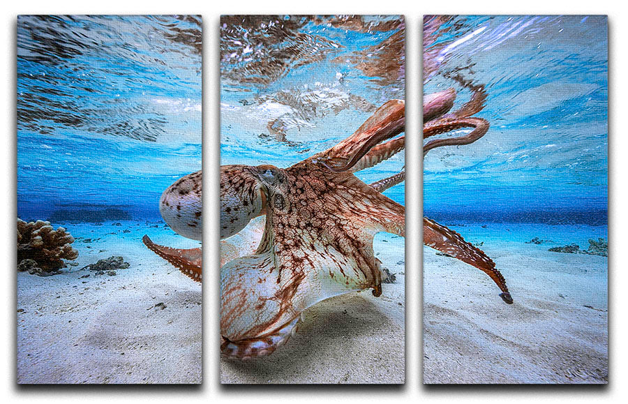 Dancing Octopus 3 Split Panel Canvas Print - Canvas Art Rocks - 1