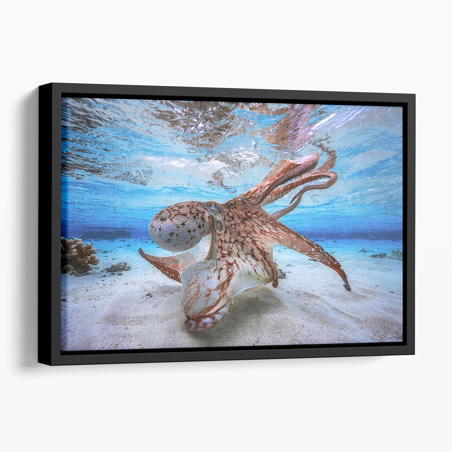 Dancing Octopus Floating Framed Canvas - Canvas Art Rocks - 1