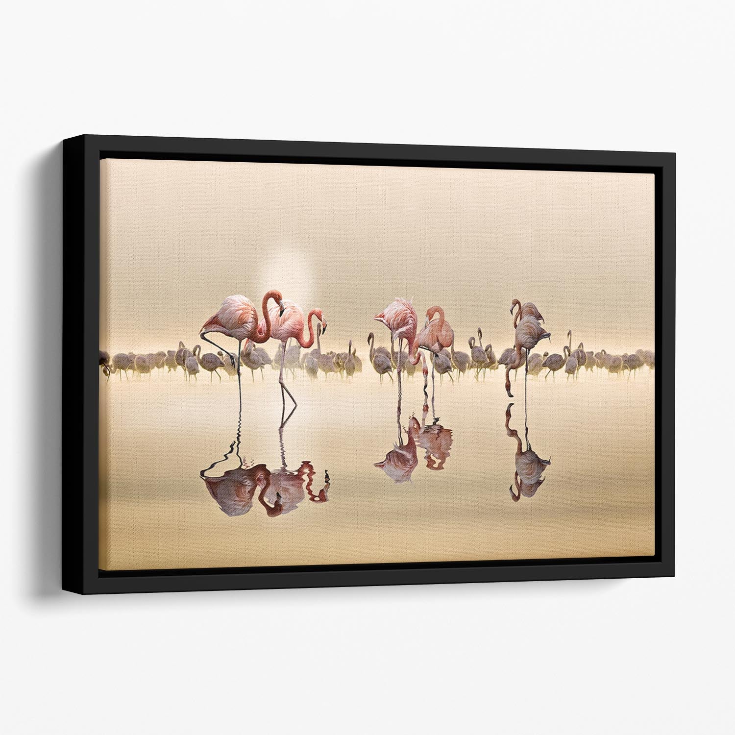 Flamingos In The Sun Floating Framed Canvas - Canvas Art Rocks - 1