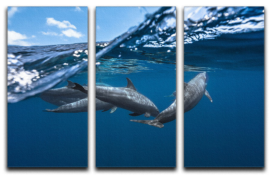 Dolphins 3 Split Panel Canvas Print - 1x - 1