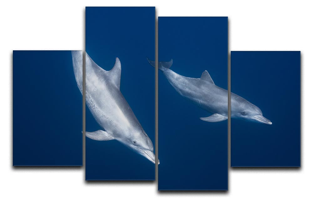 Bottlenose Dolphins 4 Split Panel Canvas - 1x - 1