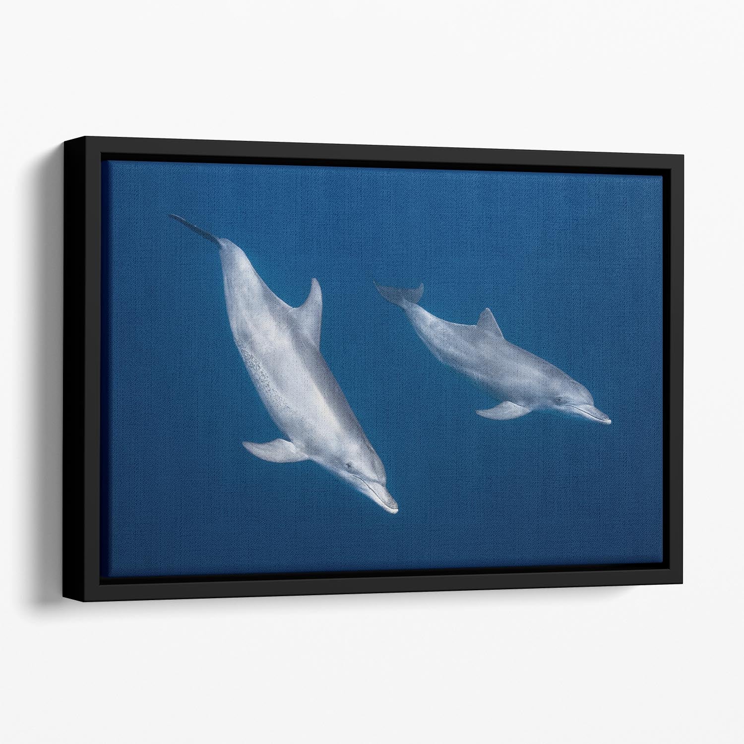 Bottlenose Dolphins Floating Framed Canvas - 1x - 1