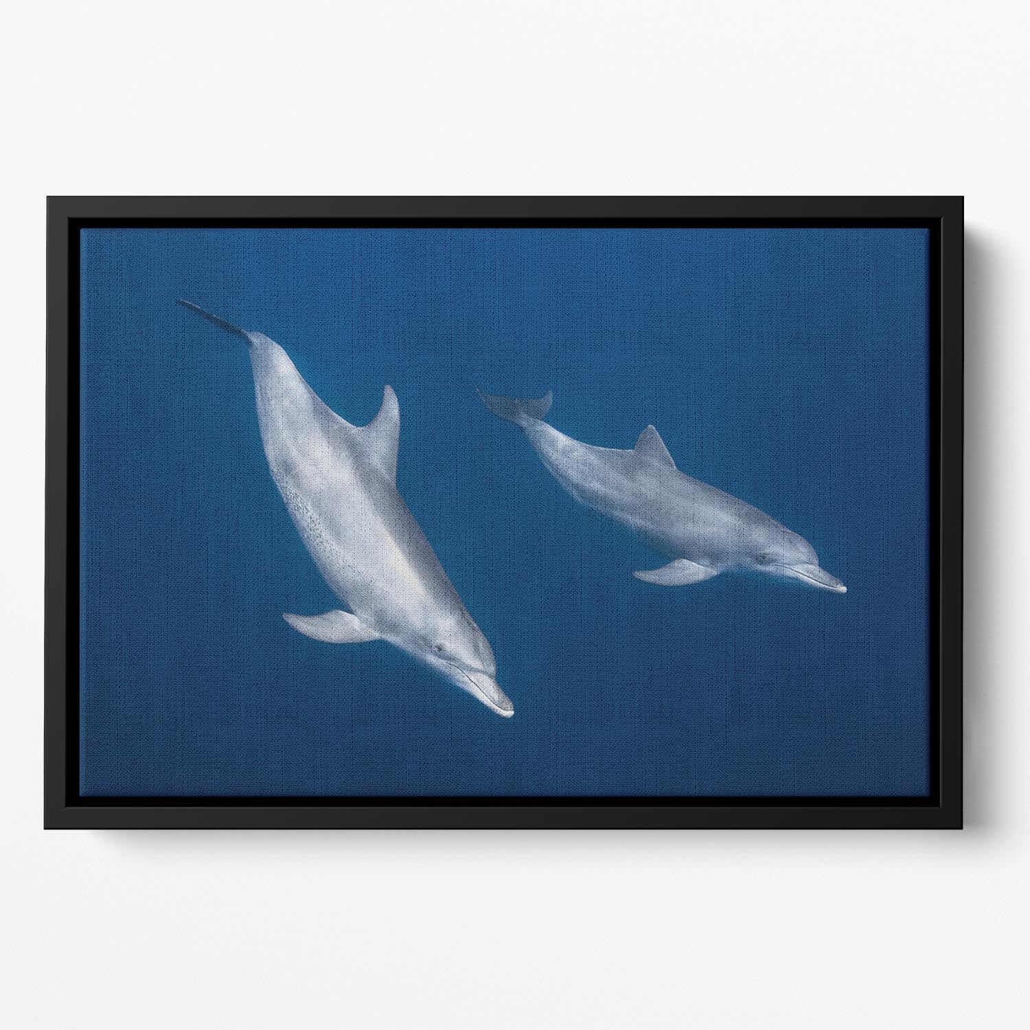 Bottlenose Dolphins Floating Framed Canvas - 1x - 2