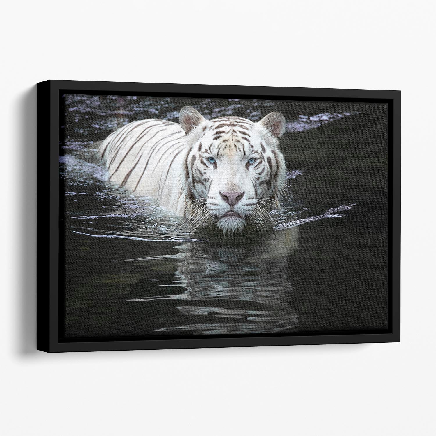 White Tiger Swimming Floating Framed Canvas - Canvas Art Rocks - 1