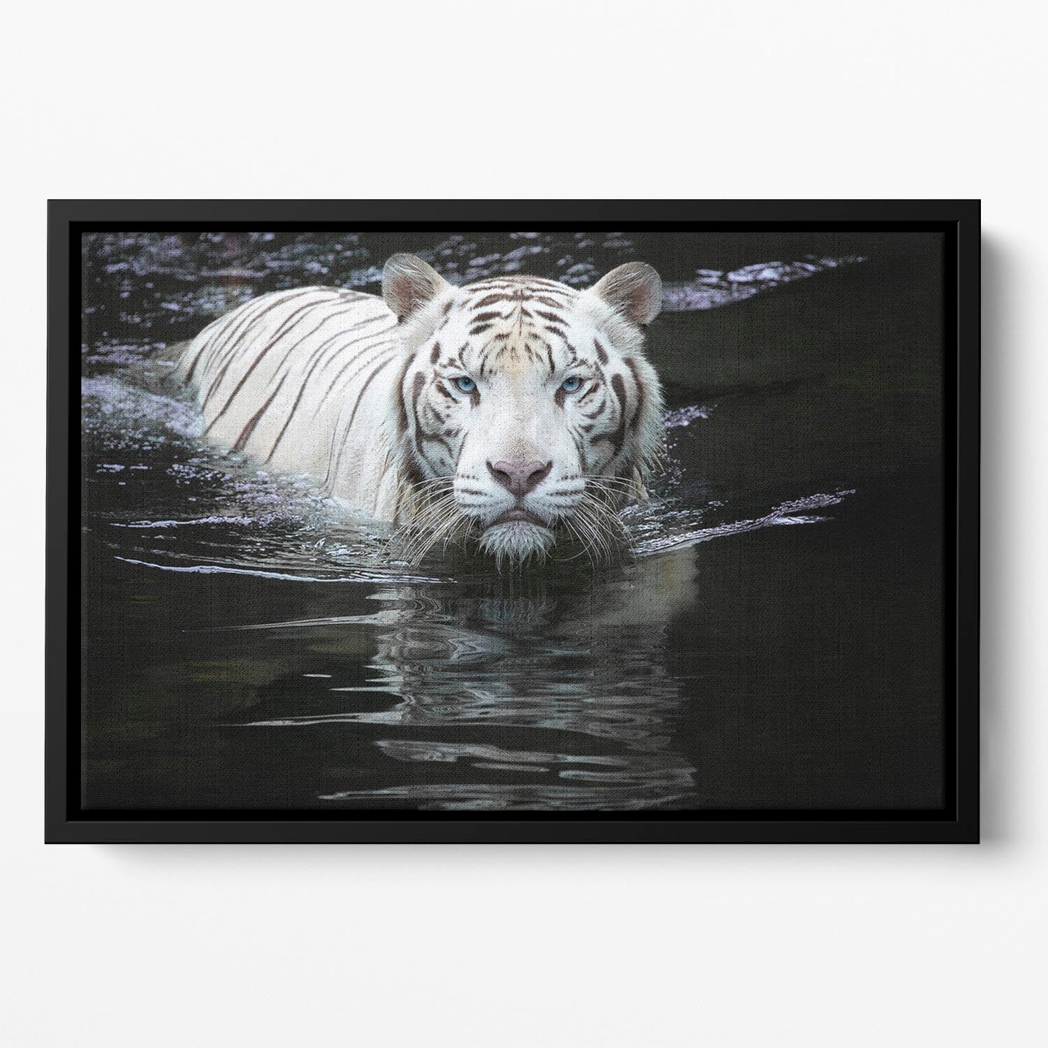 White Tiger Swimming Floating Framed Canvas - Canvas Art Rocks - 2