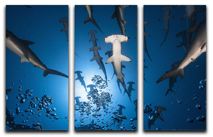 Hammerhead Shark 3 Split Panel Canvas Print - Canvas Art Rocks - 1