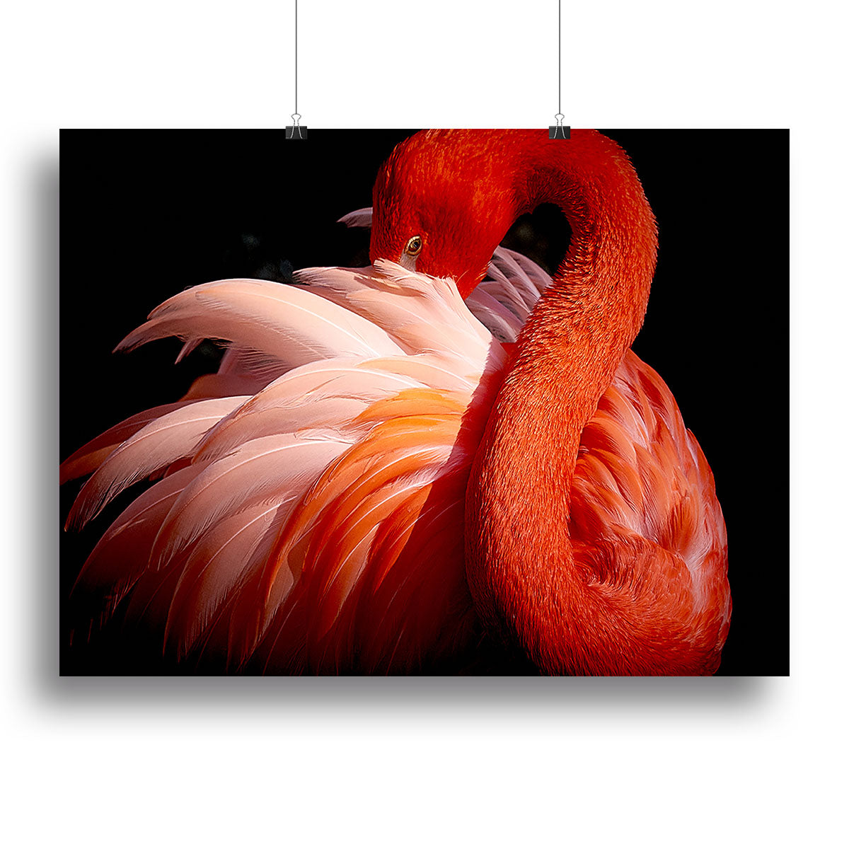 flamingo Close Up Canvas Print or Poster - Canvas Art Rocks - 2