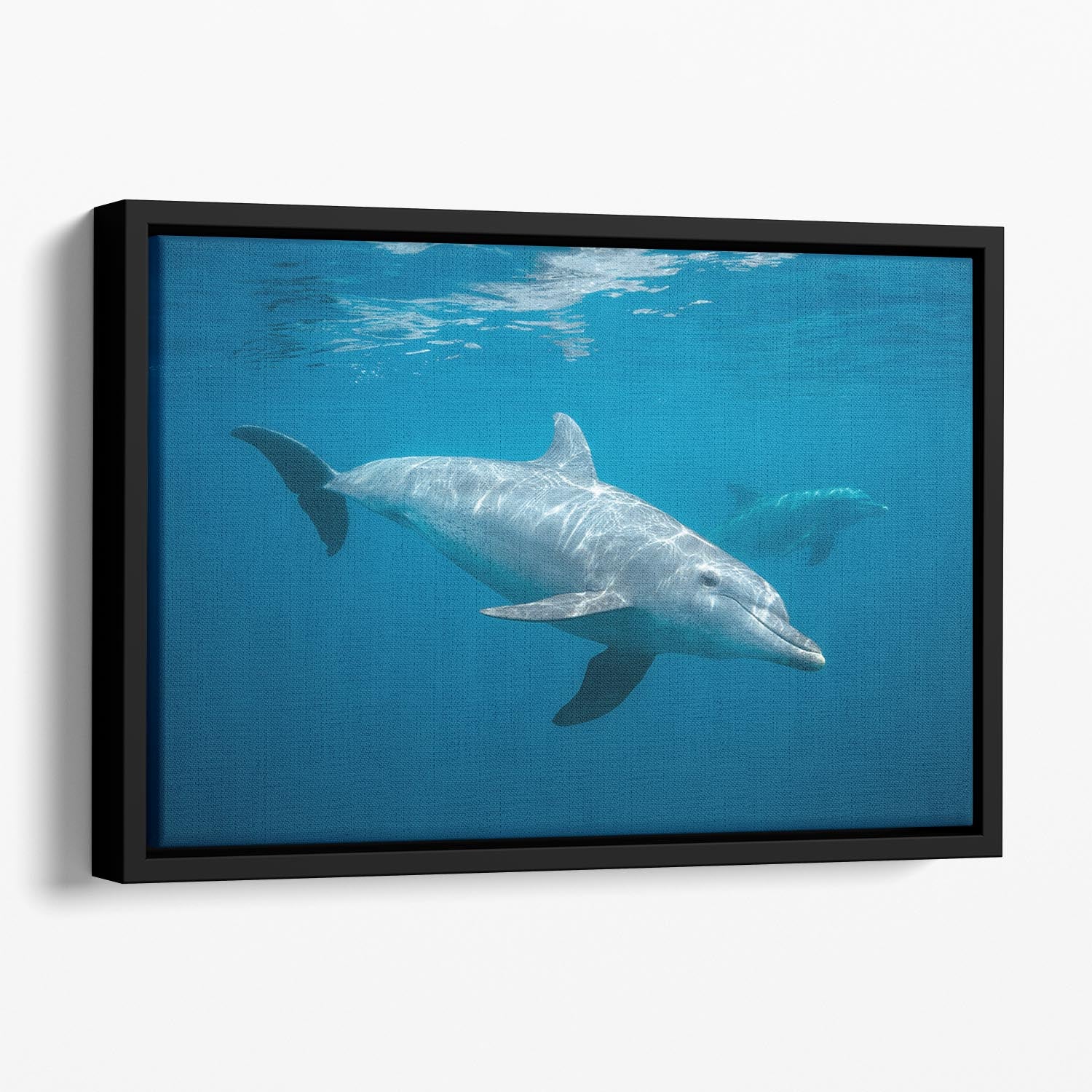 Curious Dolphin Floating Framed Canvas - Canvas Art Rocks - 1