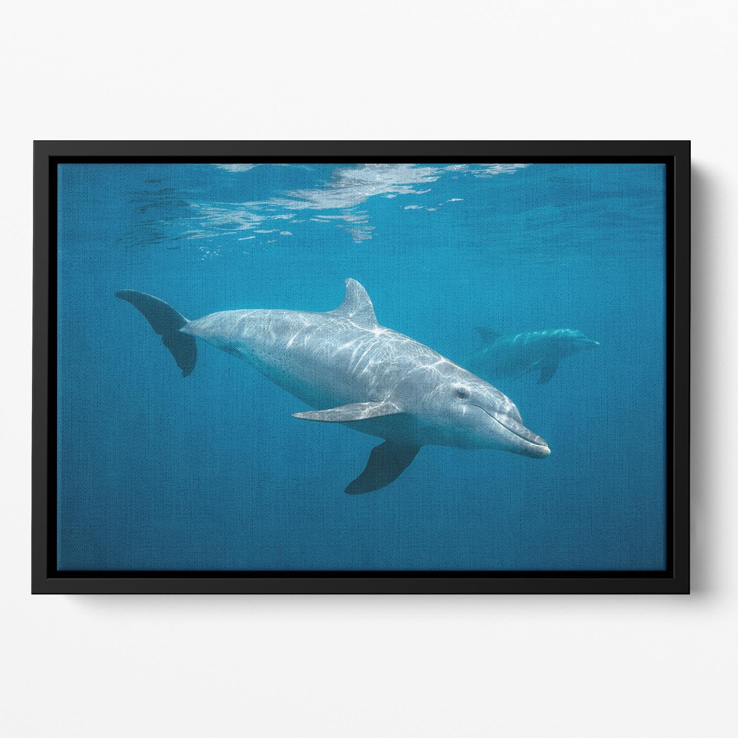 Curious Dolphin Floating Framed Canvas - Canvas Art Rocks - 2