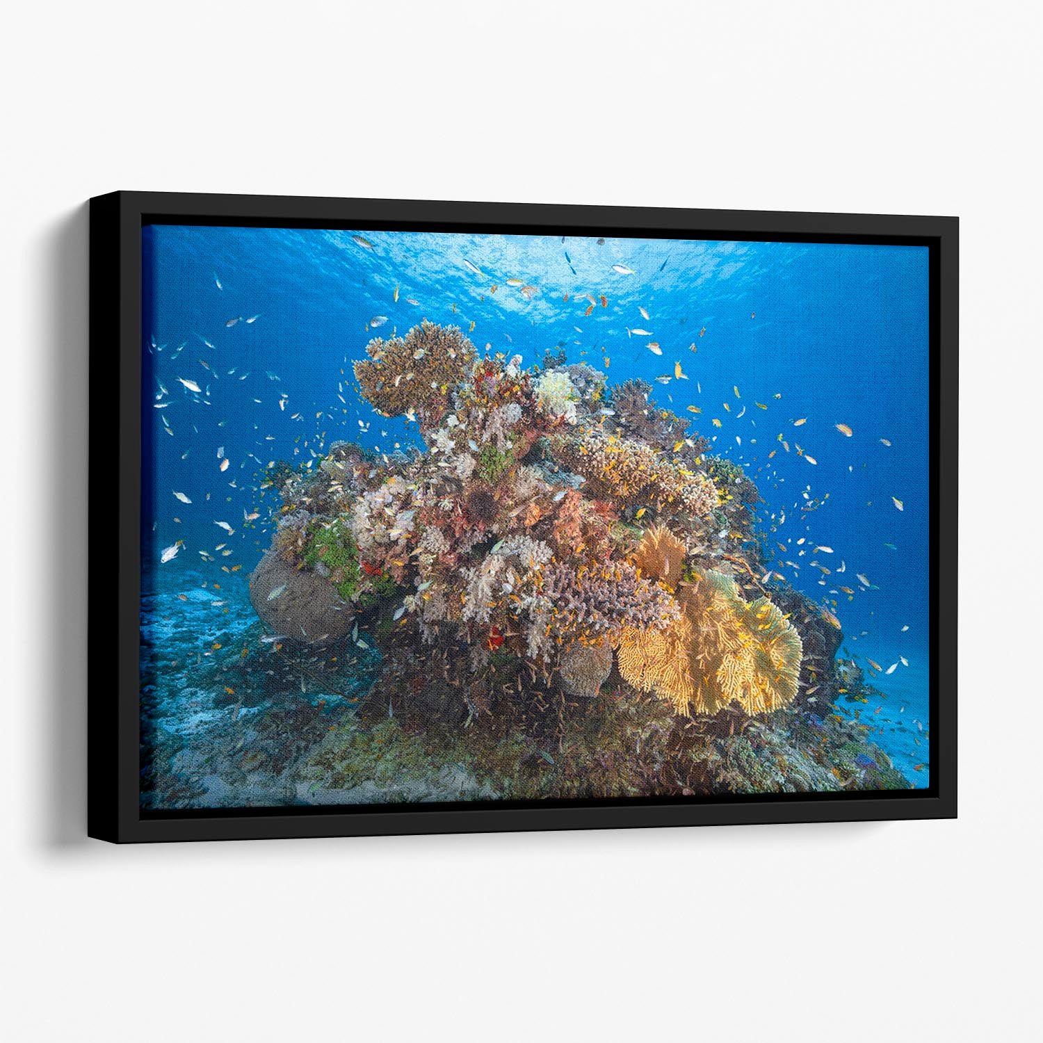 Underwater Biodiversity Floating Framed Canvas - Canvas Art Rocks - 1