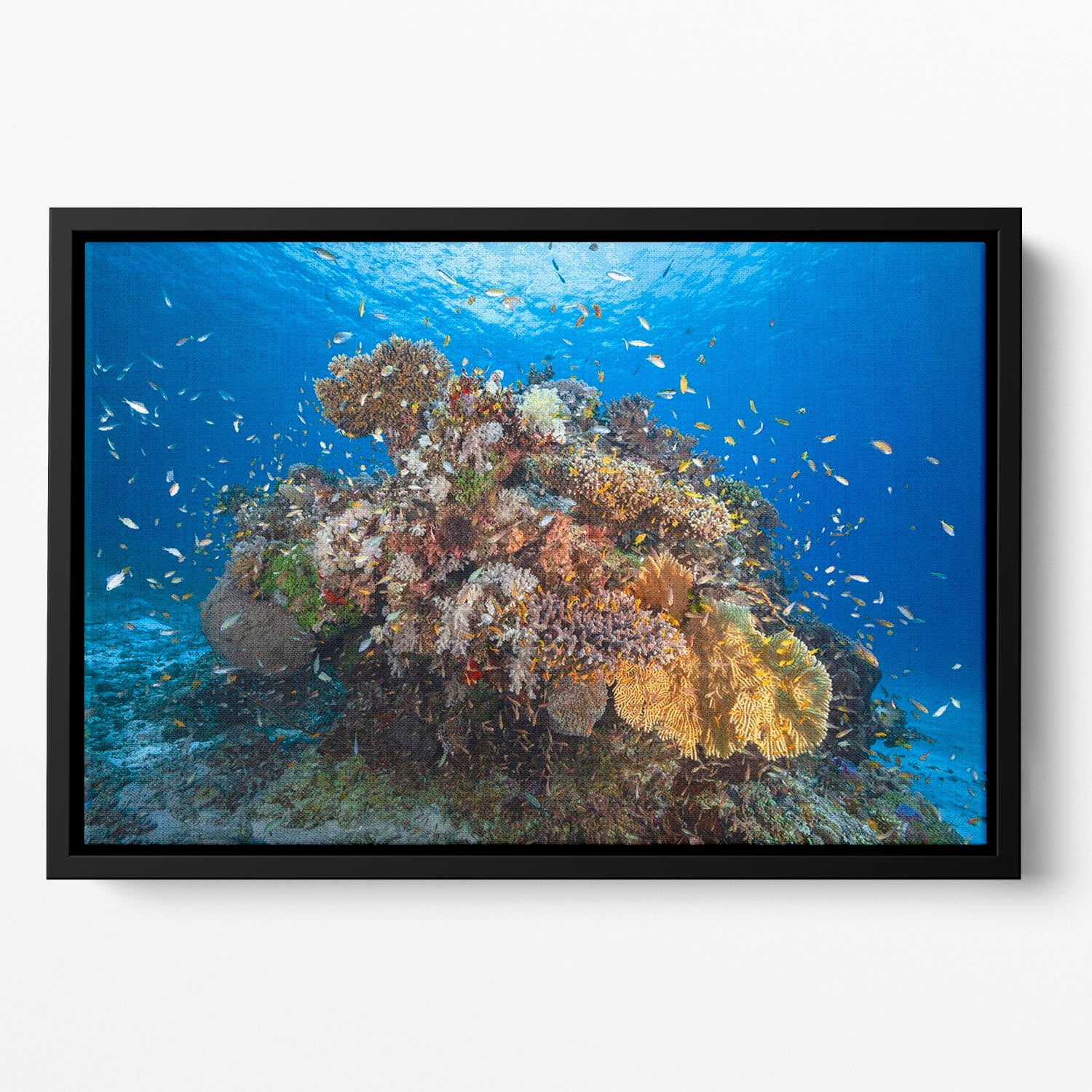 Underwater Biodiversity Floating Framed Canvas - Canvas Art Rocks - 2