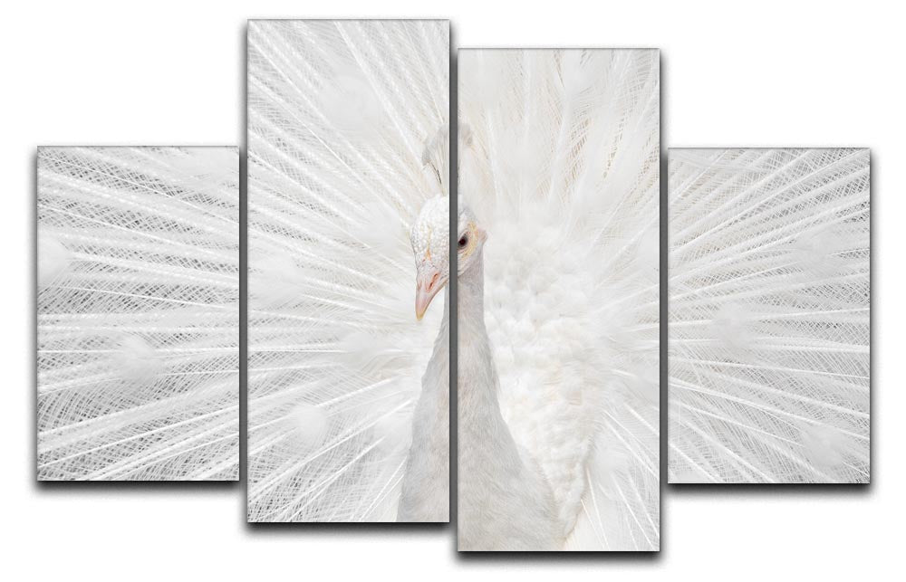 Splendid Whitie Peacock 4 Split Panel Canvas - Canvas Art Rocks - 1