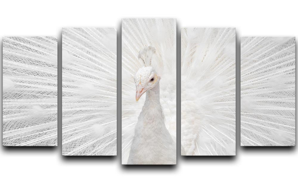 Splendid Whitie Peacock 5 Split Panel Canvas - Canvas Art Rocks - 1